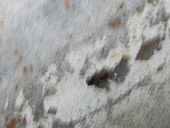 Dolichoderus sibiricus