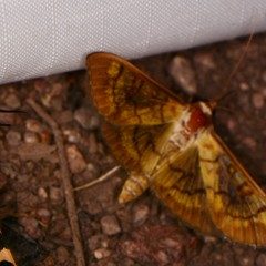 Mimorista subcostalis