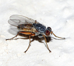 Lispocephala brachialis