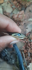 Coelognathus flavolineatus