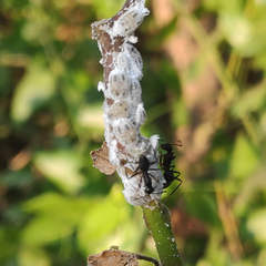 Camponotus