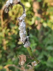 Camponotus