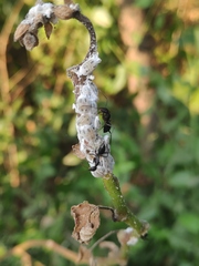 Camponotus
