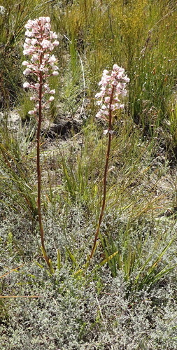 Image of Eulophia barbata by (c) Nicola van Berkel, some rights reserved (CC BY-SA)