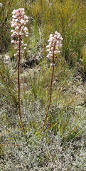 Eulophia barbata