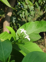 Morinda