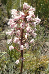 Eulophia barbata