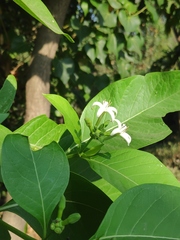 Morinda