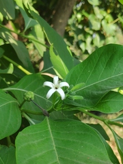 Morinda