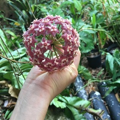 Hoya pubicalyx