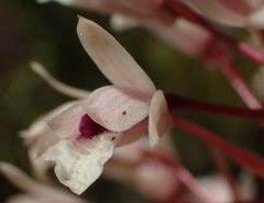 Eulophia barbata