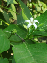 Morinda