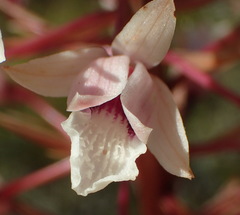 Eulophia barbata