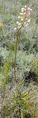 Eulophia barbata