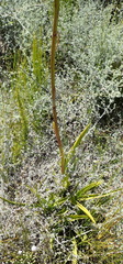 Eulophia barbata