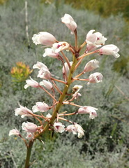 Eulophia barbata
