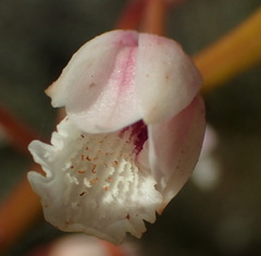 Eulophia barbata