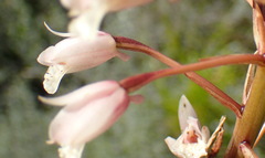 Eulophia barbata
