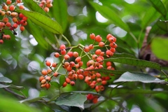 Photinia prunifolia