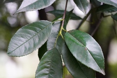Photinia prunifolia
