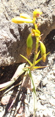 Eulophia ustulata