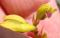 Eulophia ustulata