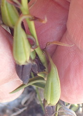 Eulophia ustulata