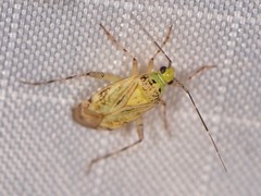 Taedia marmorata