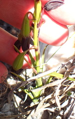 Eulophia ustulata