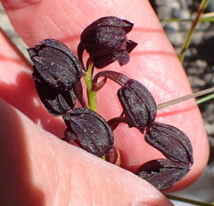 Eulophia ustulata