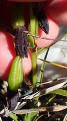 Eulophia ustulata