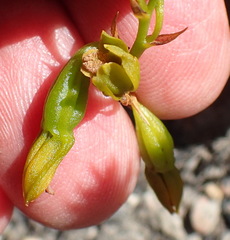 Eulophia ustulata