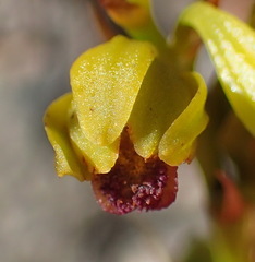 Eulophia ustulata