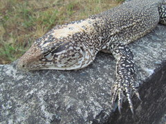 Callopistes flavipunctatus