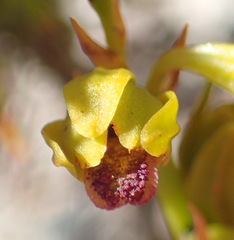 Eulophia ustulata
