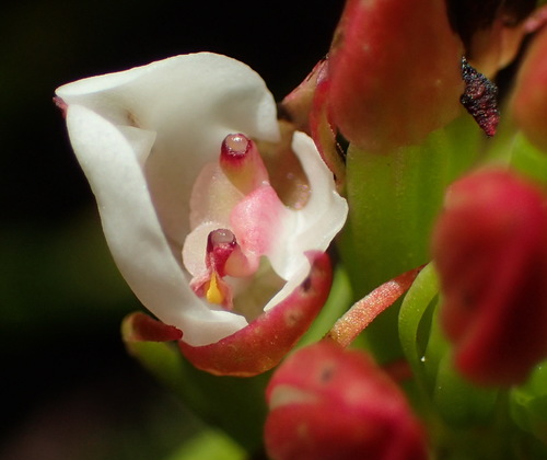 Image of Ceratandra globosa by (c) Nicola van Berkel, some rights reserved (CC BY-SA)