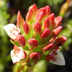 Ceratandra globosa