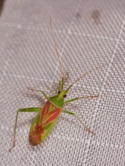 Phytocoris roseotinctus