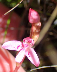 Disa vaginata