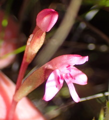 Disa vaginata