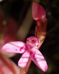 Disa vaginata