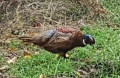 Phasianus colchicus
