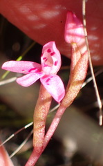 Disa vaginata