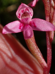 Disa vaginata
