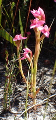 Disa vaginata