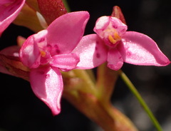 Disa vaginata