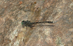 Hemigomphus theischingeri