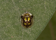 Deloyala fuliginosa