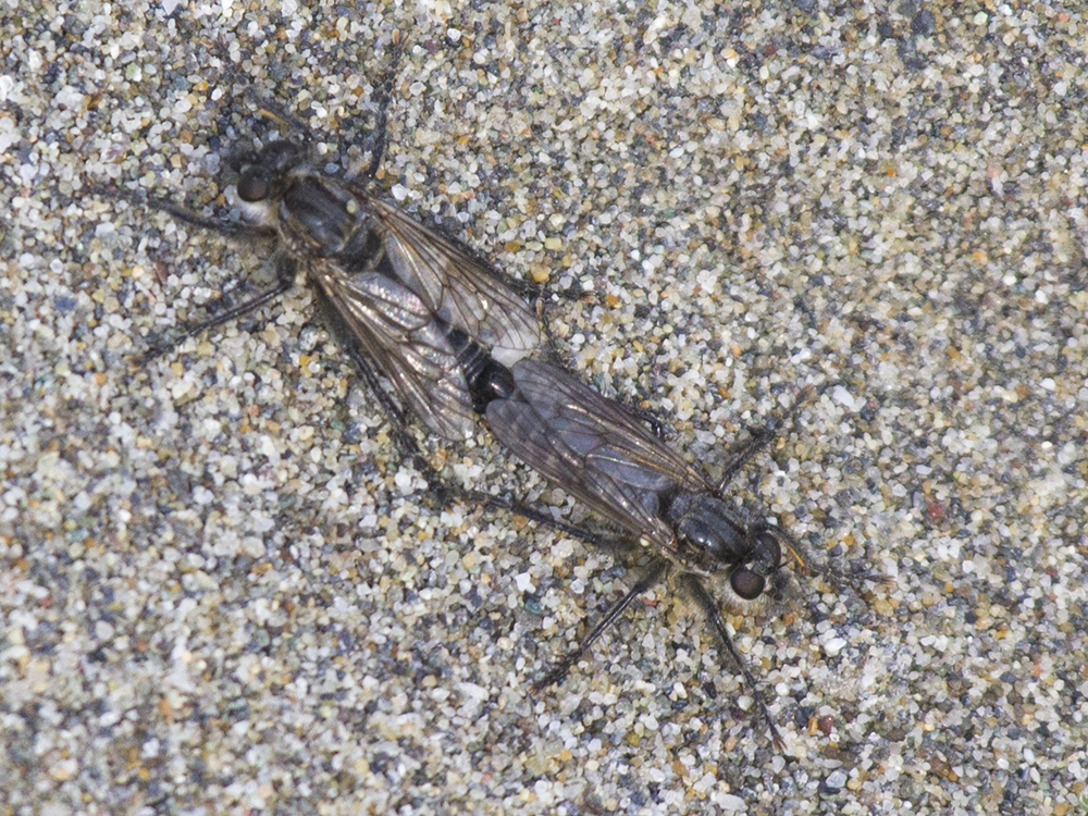 Cannings' Sandpirate
