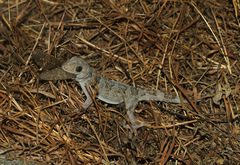 Hemidactylus hunae